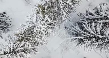 空中俯瞰覆盖着雪的雪林。 飞越冰冻的雪杉和松树<strong>森林</strong>.. <strong>茂密</strong>的<strong>森林</strong>